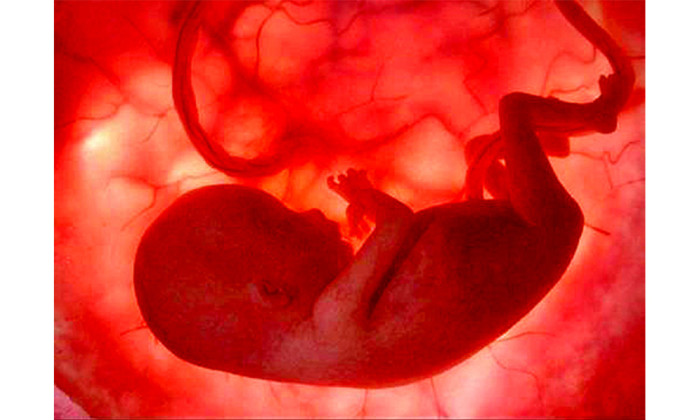 Preocupa Edición De Adn De Embriones Humanos Sanos El Periódico Usa En Español Del Rio 7752