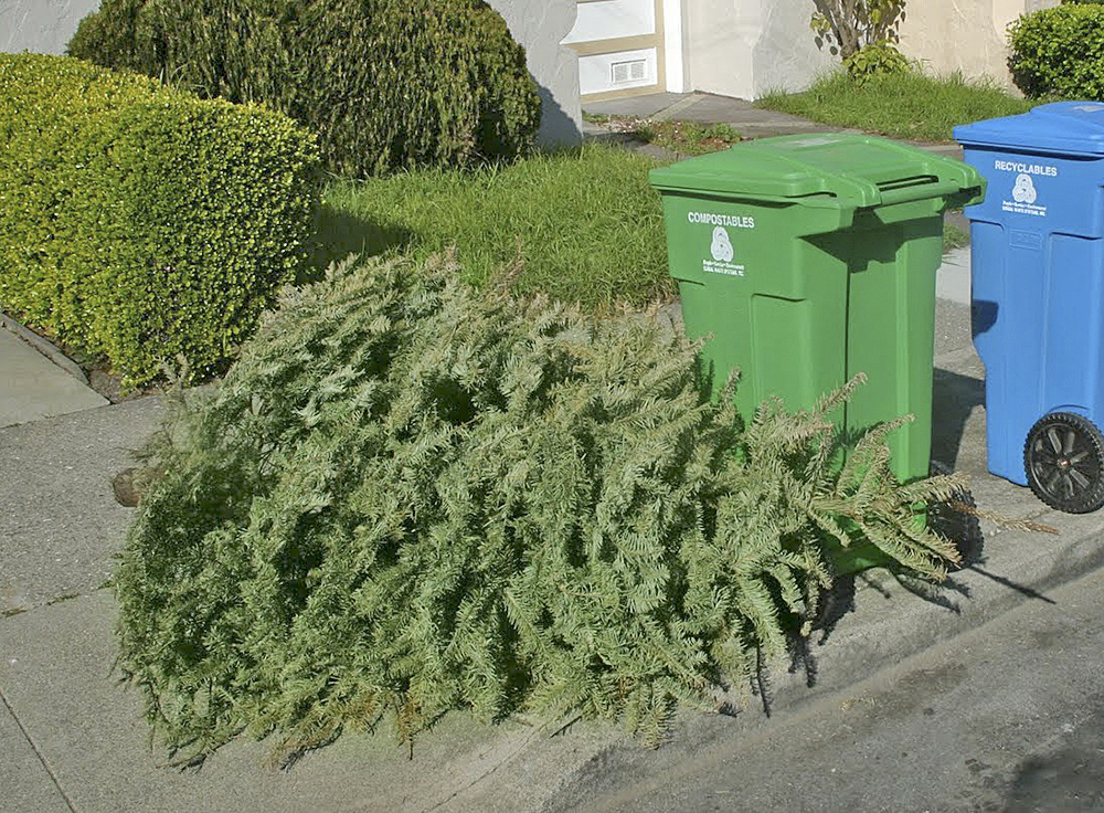 Recicle su pino de navidad, no lo deseche indebidamente