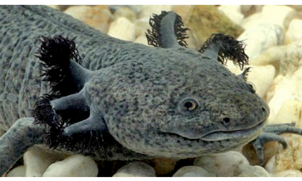 Estudio con ajolotes revelaría misterio de regeneración de tejidos