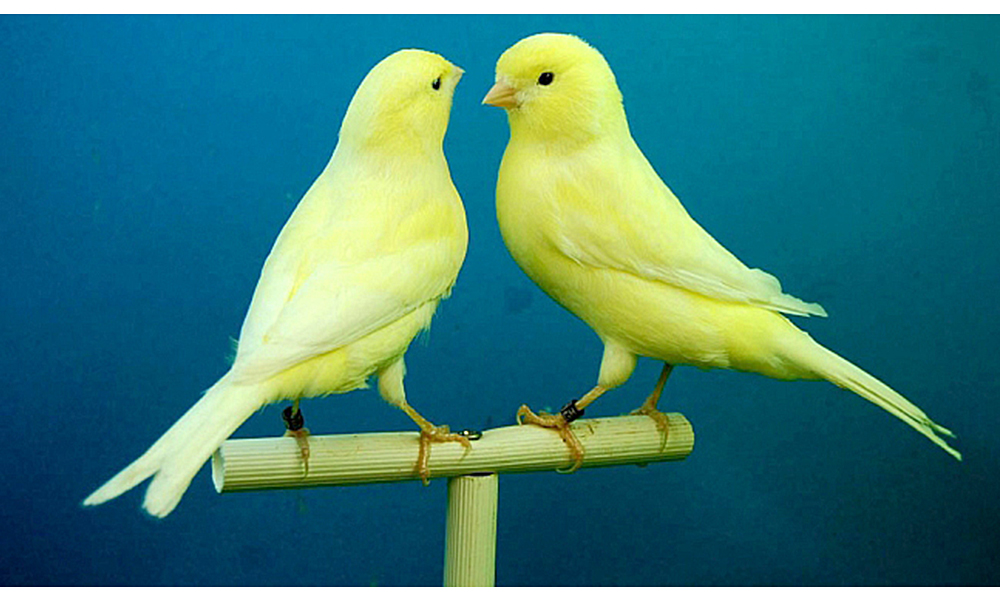 Canto de canarios genera salud emocional positiva en niños y adultos