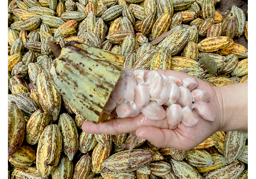Cacao, lejos del popular chocolate