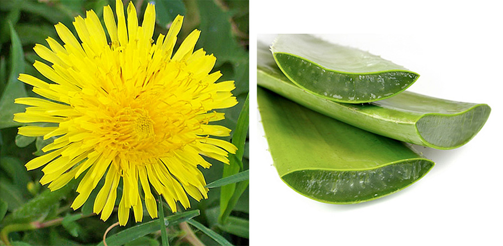 Aloe vera y diente de león podrían crear “condones moleculares”