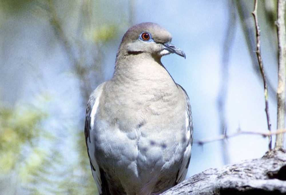 Invitan  a Primer Festival de la Paloma de Ala Blanca