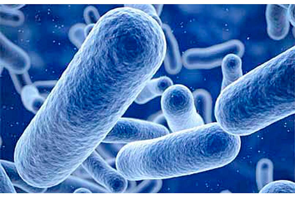 Científicos rusos hacen luchar a las bacterias entre sí