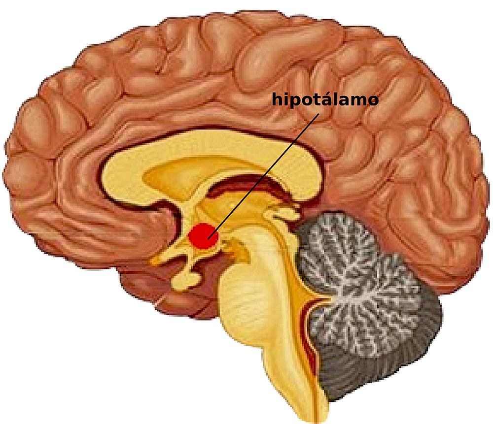 Revitalizar el hipotálamo con células madre podría retardar el envejecimiento