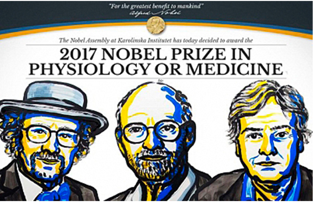 Premio Nobel de Medicina 2017 para descubridores del reloj biológico