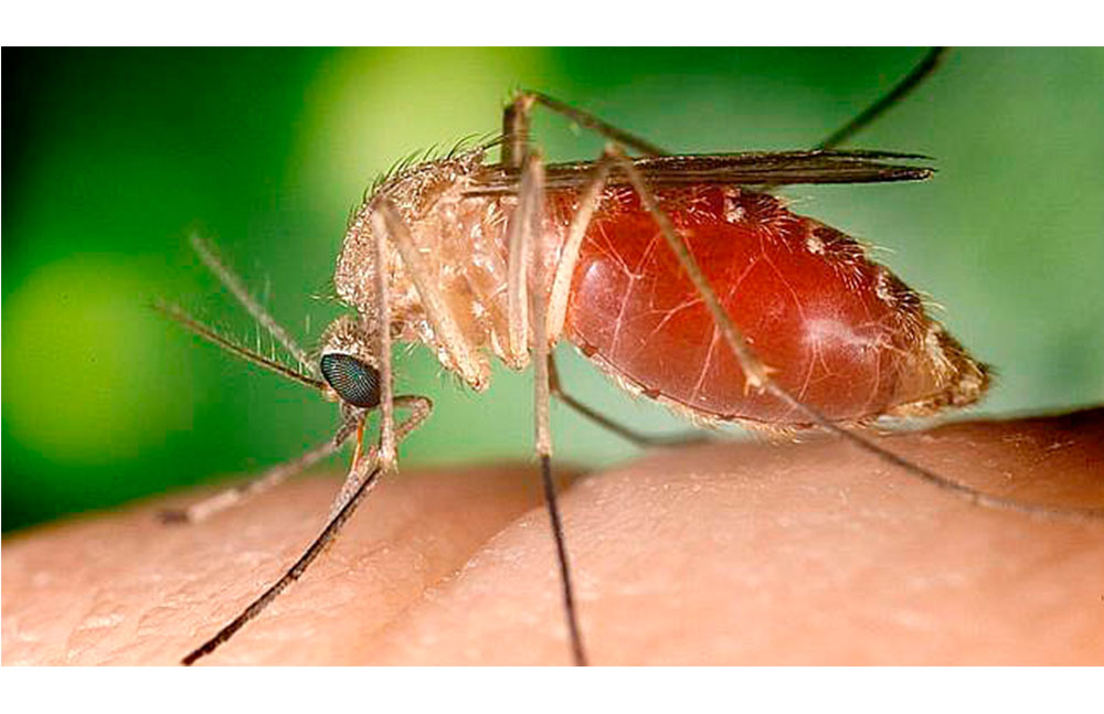 Positivo Virus del Nilo en El Valle