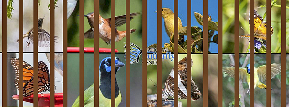 Centro Nacional de Mariposas interpone demanda