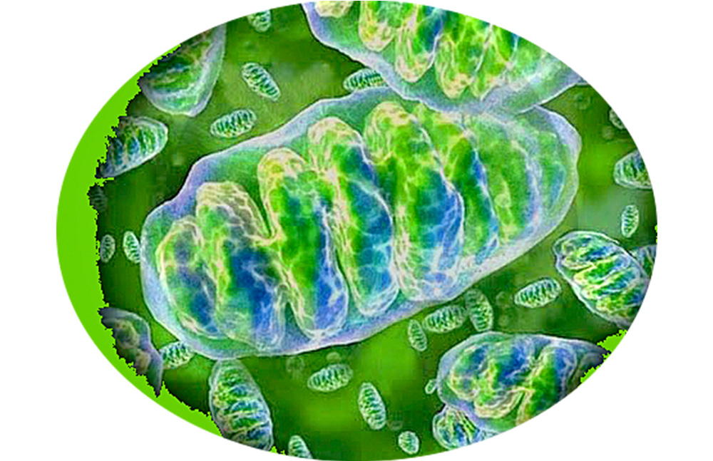 Estrés moderado beneficia a la actividad de las células