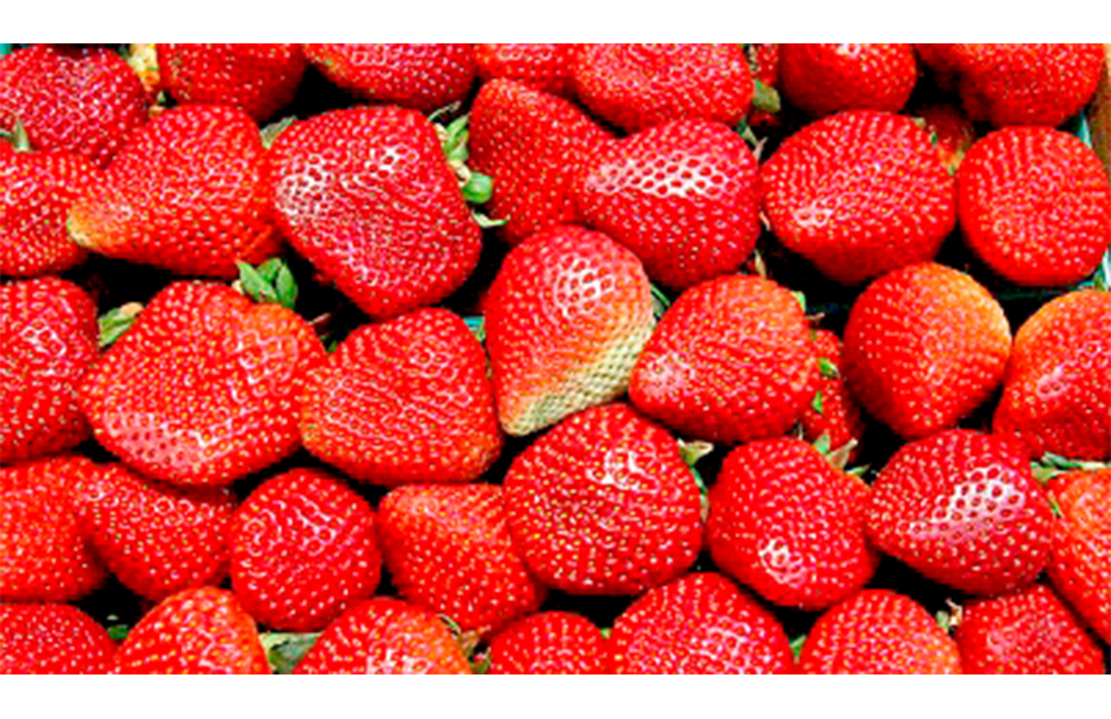 Propiedades de la fresa ayudarían a combatir la oxidación del cerebro