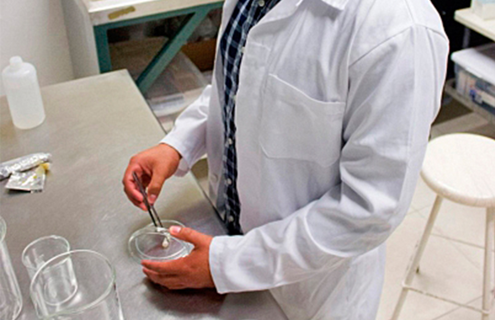 Una realidad, los primeros óvulos humanos creados en laboratorio