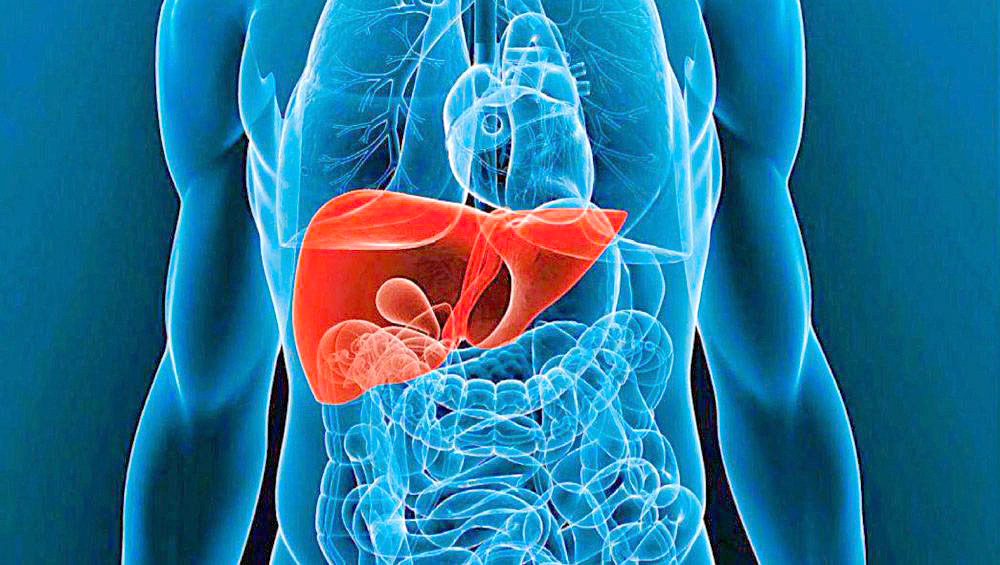 Hígado, poco valorado a pesar de funciones vitales