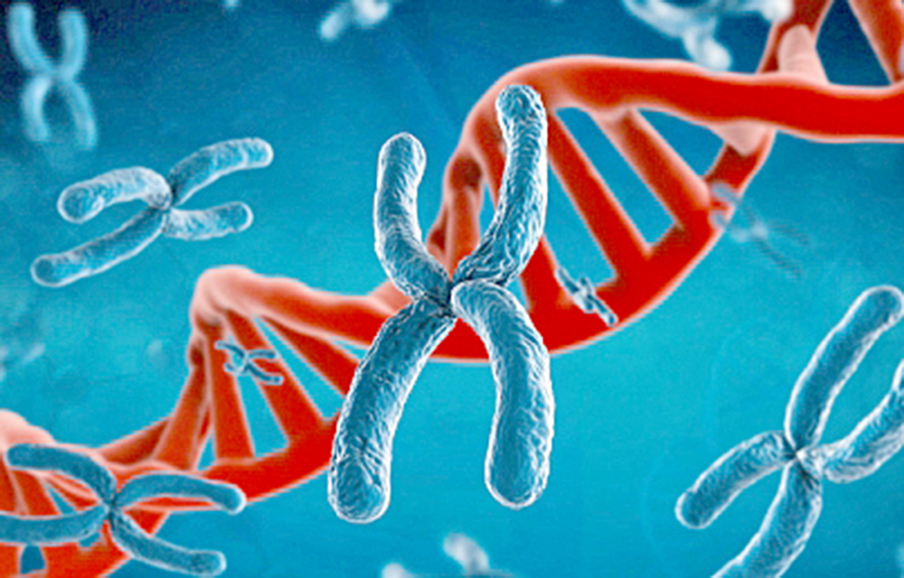 Identifican relación entre unión de proteína al ADN e inicio del cáncer