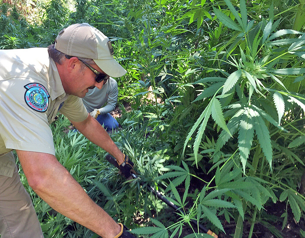 Legalización de la marihuana rodea a Texas que mantiene su prohibición
