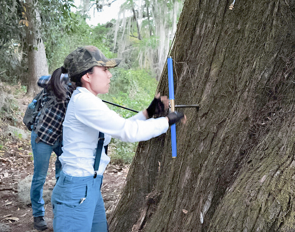Estudian variaciones climáticas a través de la edad de los árboles