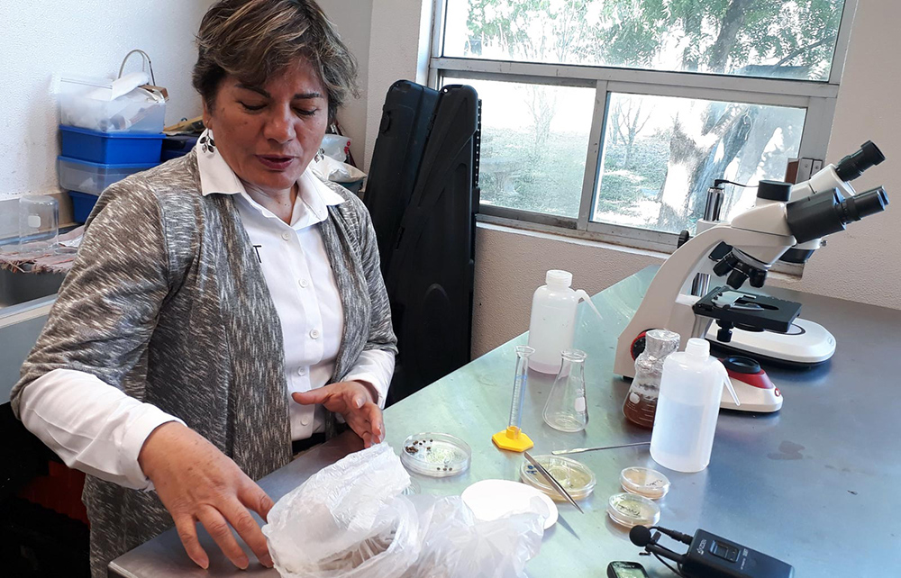 Descubren científicos hongos útiles para remediar suelos contaminados