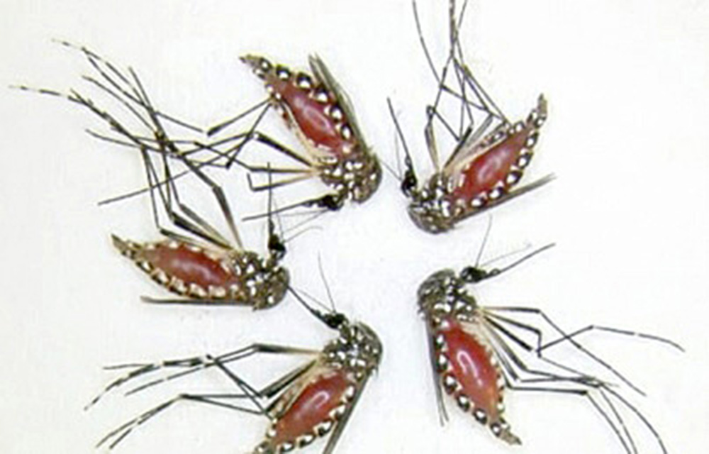 Desarrollan nuevo repelente de moscos que proviene de bacterias