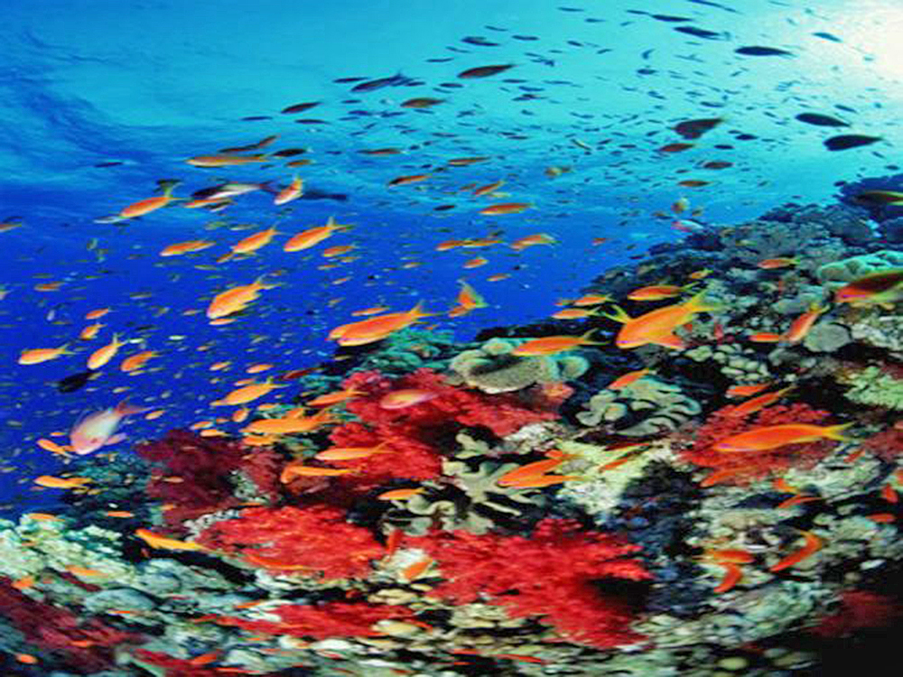 Calentamiento de océanos provoca migración de fauna marina