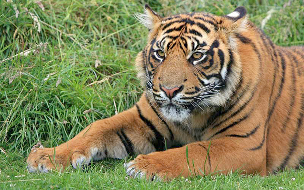 Aún es tiempo de salvar especies en riesgo de extinción