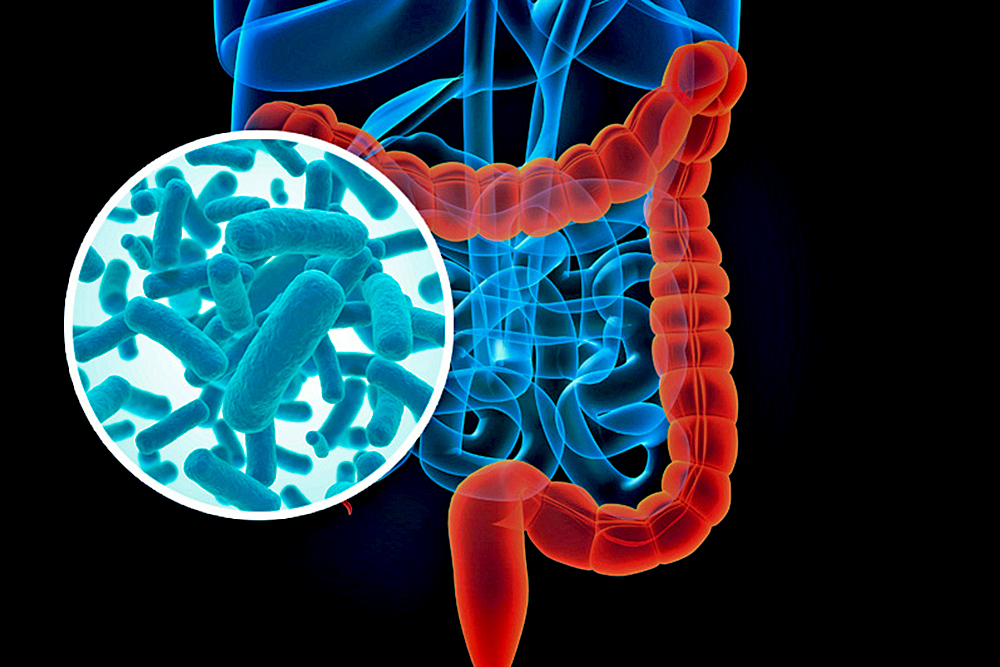 Identifican bacterias intestinales para combatir obesidad y estrés