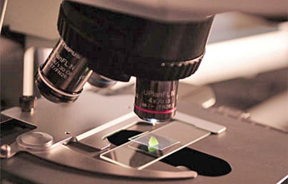 Descubren neurocientíficos cómo estimular la risa en el cerebro