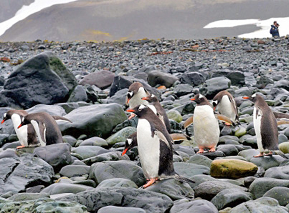 “¿A dónde se fue el hielo?”