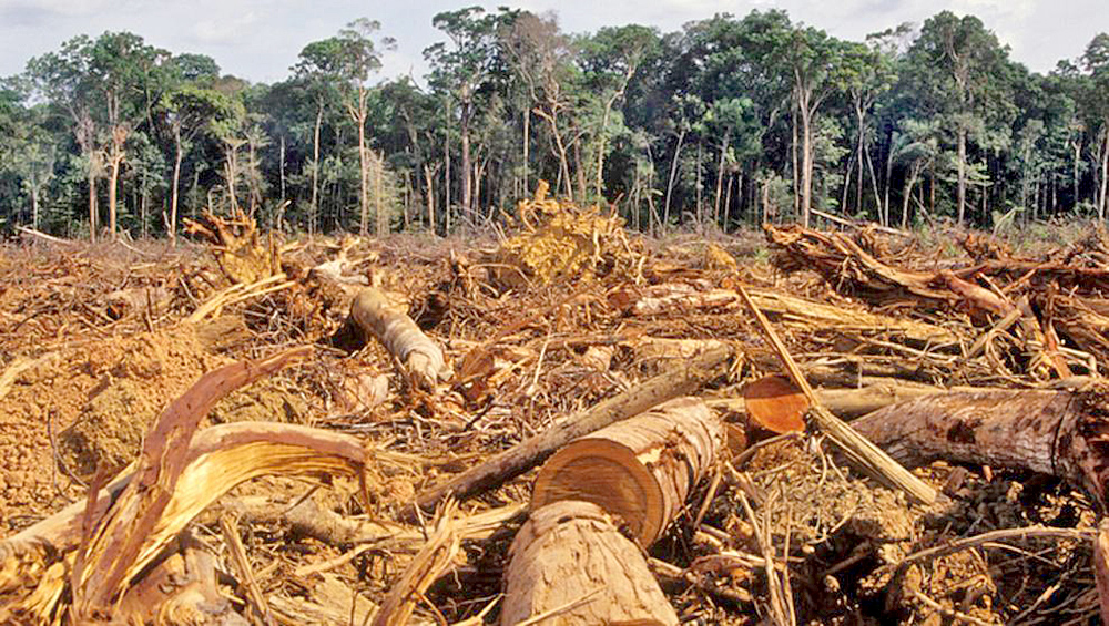 Deforestación en Amazonia crece 60 por ciento