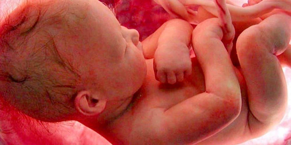 Capacidades cognitivas se desarrollan en fase embrionaria e infancia