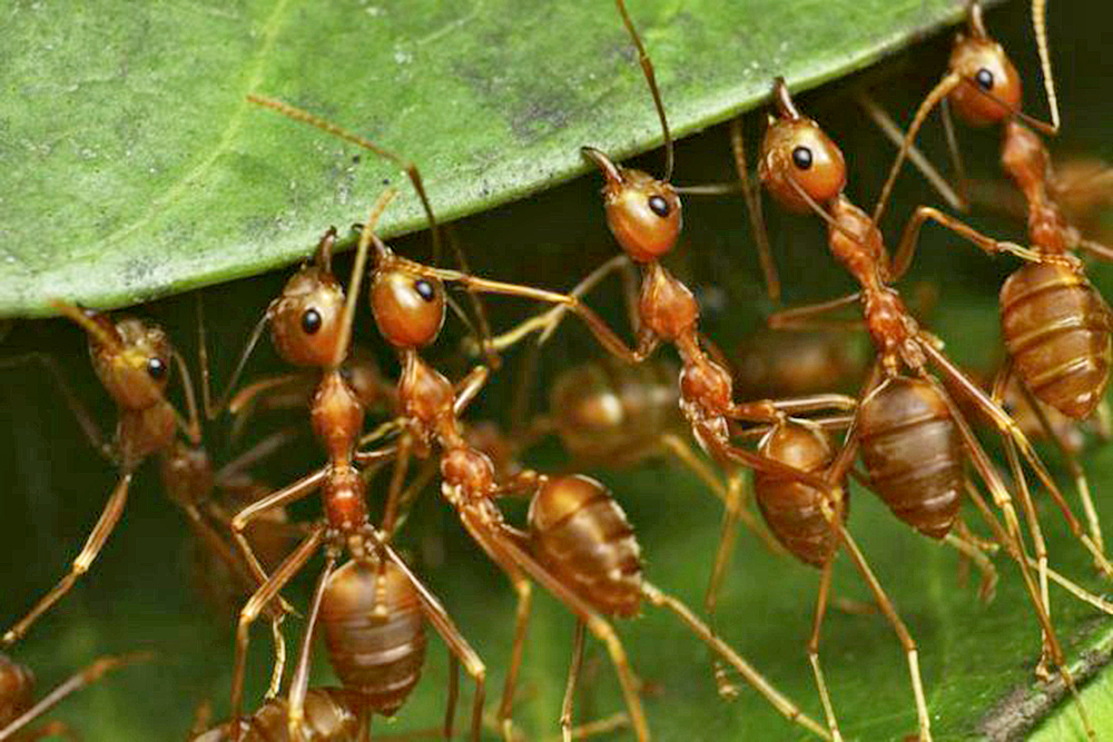 Hormigas modifican composición de suelo y transportan restos fósiles