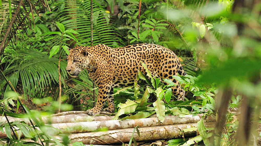 Congreso presenta proyectos sobre ley de Especies en Peligro de Extinción