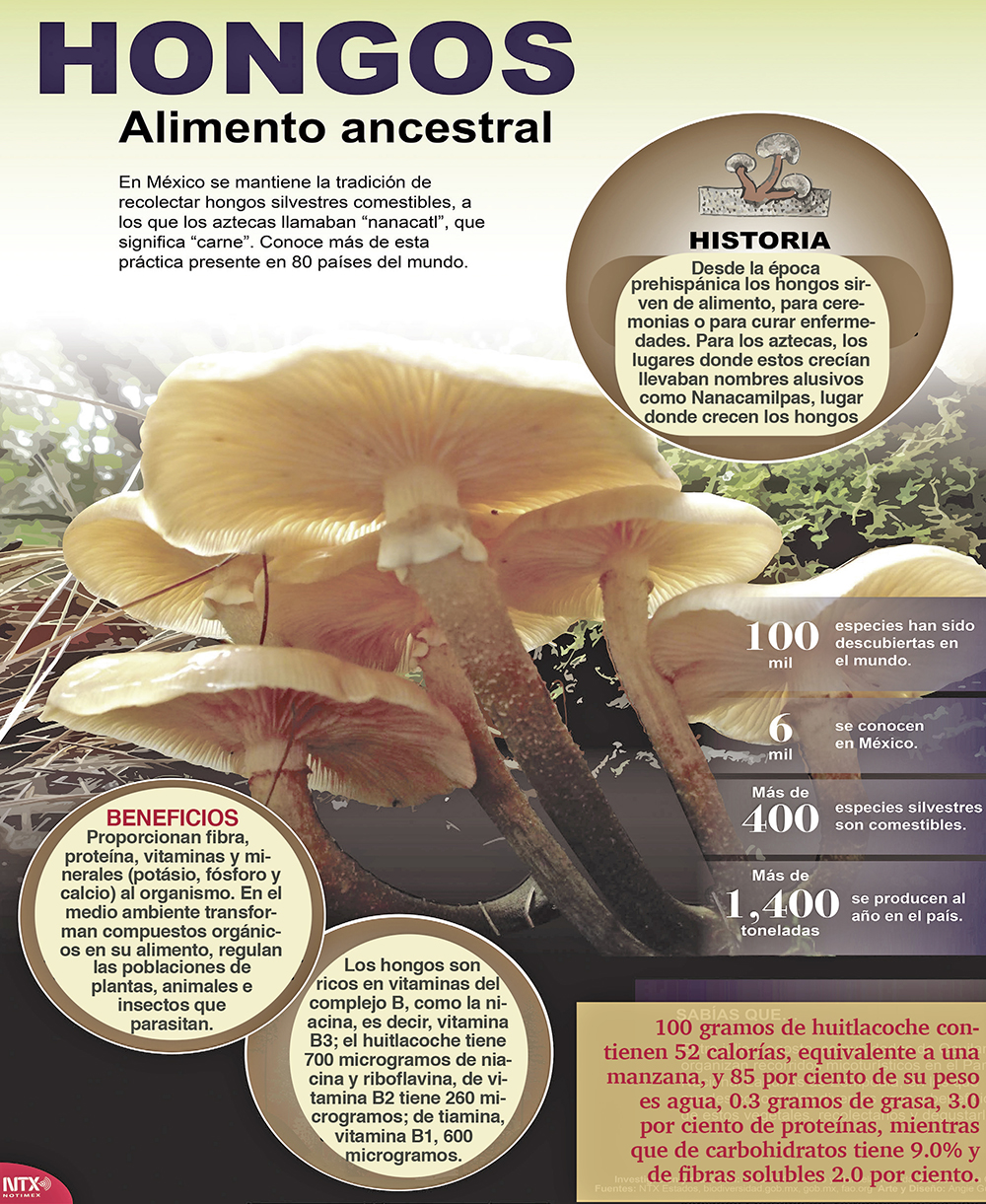 Hongos mexicanos, un manjar que ayuda a prevenir la diabetes