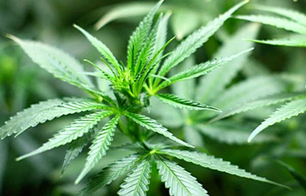 Cannabis, una alternativa contra enfermedades de la piel