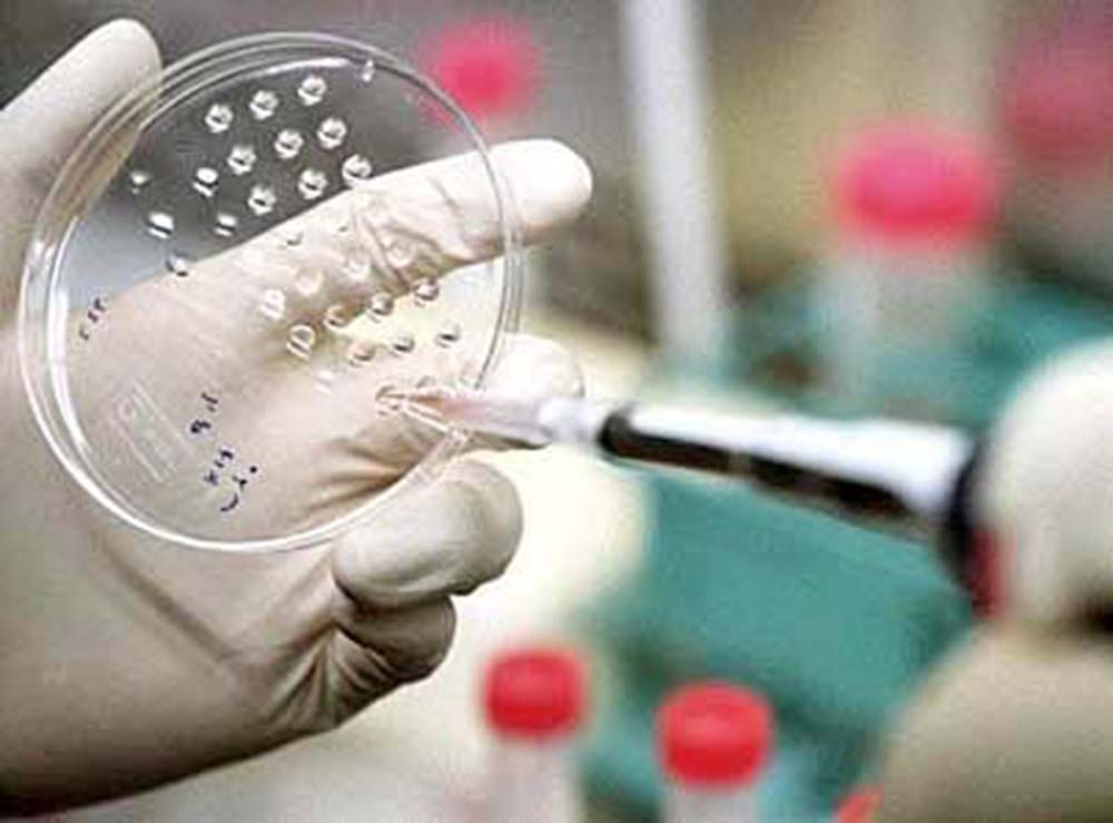 Científicos alemanes identifican bacteria que protege contra salmonela