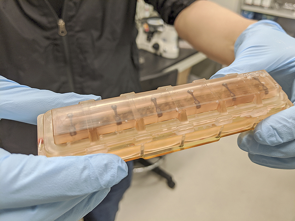 La gran misión de las muestras titulares: Tejido miocárdico vivo a bordo de la estación espacial internacional