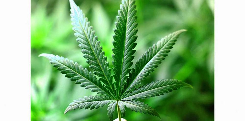 Exposición a THC en el embarazo afectaría desarrollo fetal y placentario