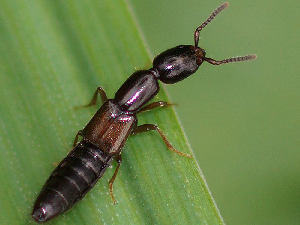 Colabora UAT en el conocimiento de la diversidad de insectos en México