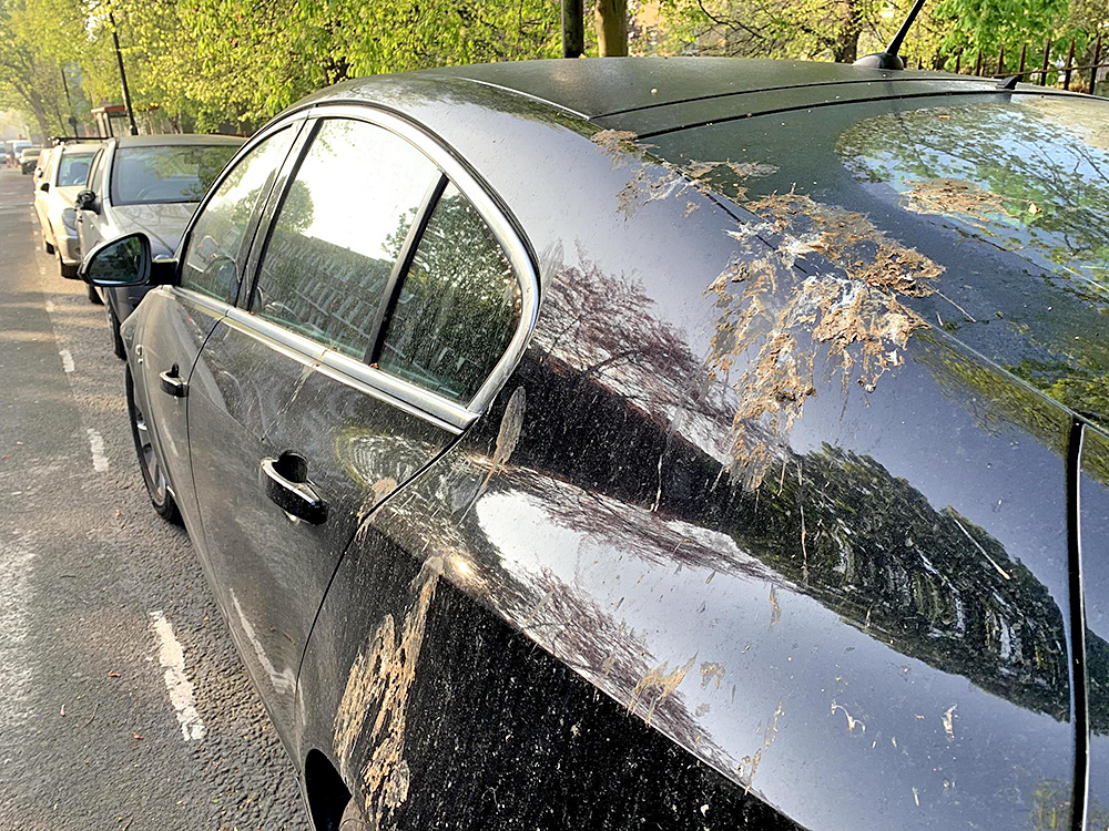 ¿Cómo proteger su auto de los desechos que nos dejan los pájaros?