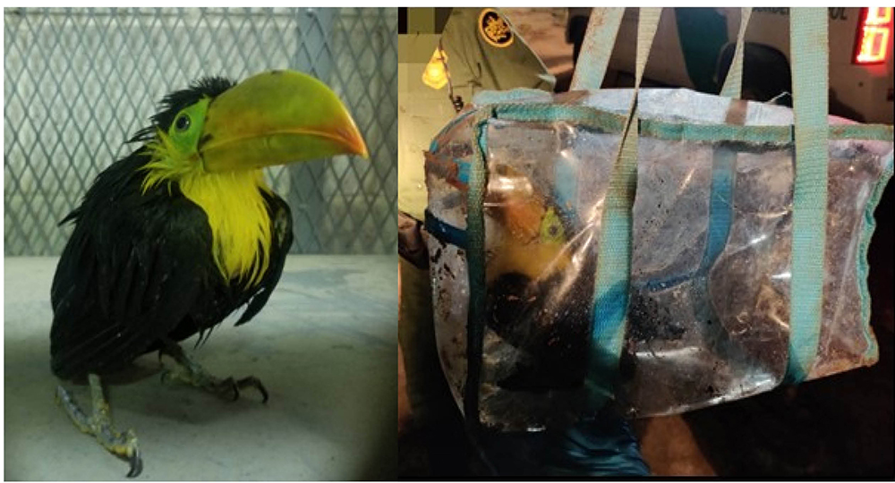 Ave exótica incautada tras intento fallido de contrabando a E. U.