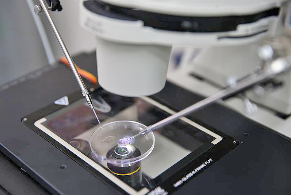 Identifican las células culpables de que los embriones no se implanten en el útero