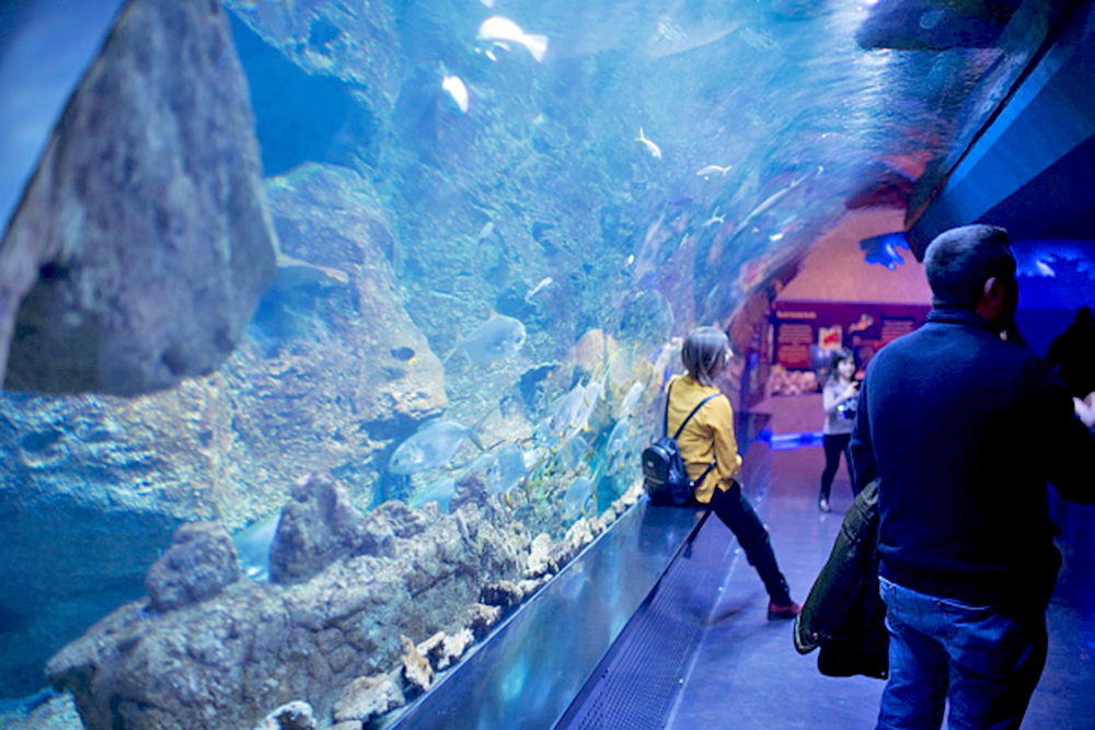 Animales acuáticos robóticos para impulsar la industria marina sustentable