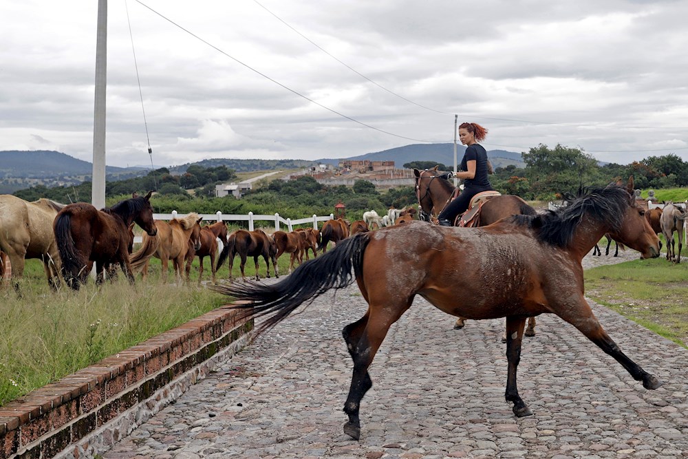Cuacolandia, el refugio mexicano para caballos tras una vida de maltrato