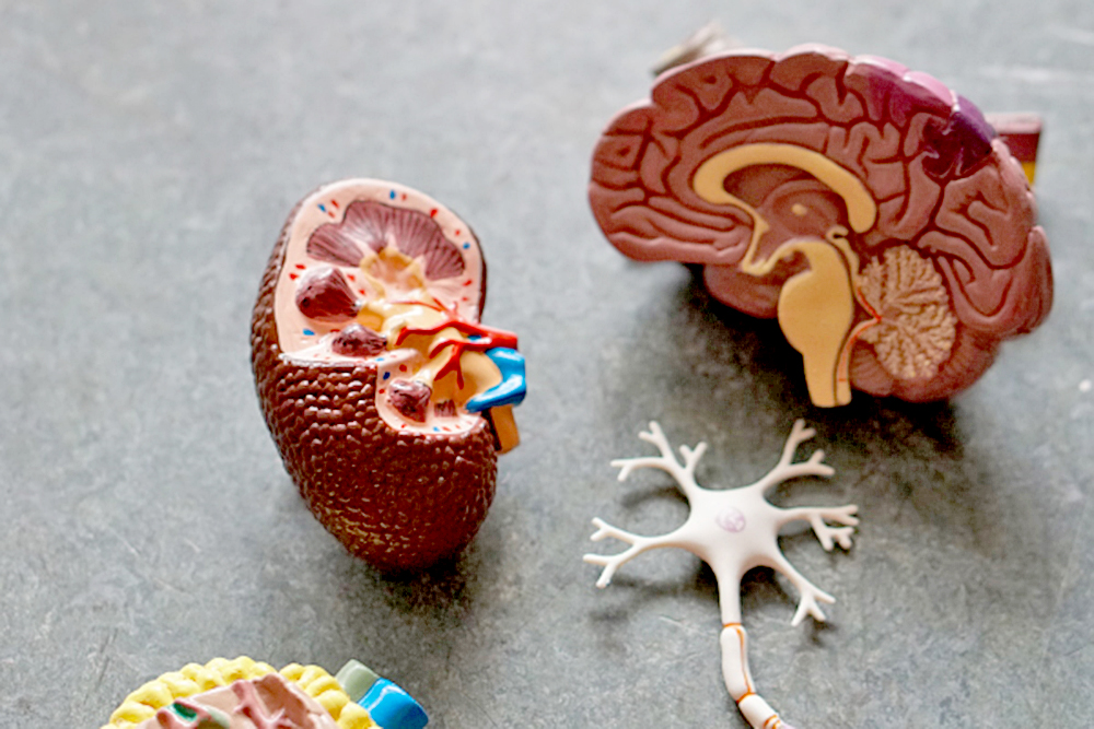 Descubren nuevo tipo de Alzheimer que afecta a adultos de 40 años