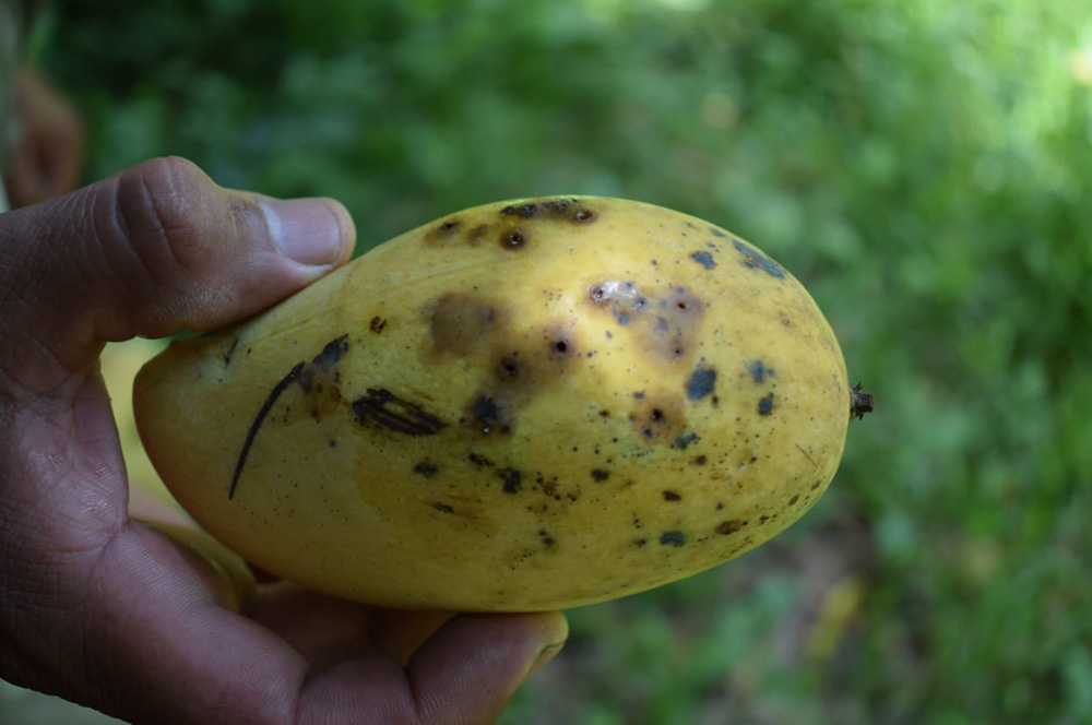 Estudian a enemigos naturales de la mosca de la fruta