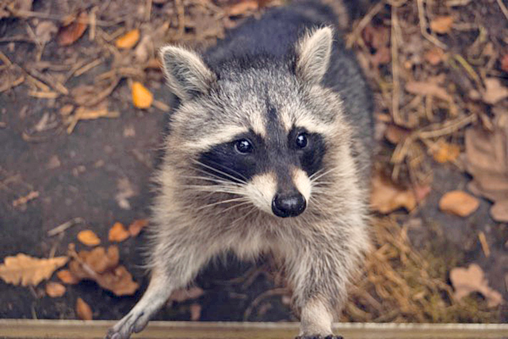 Científicos confirman que los animales de granja pueden transmitir el coronavirus