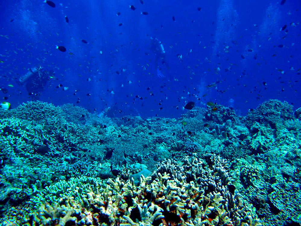 Los océanos serán claves para asegurar el abastecimiento mundial en 2050