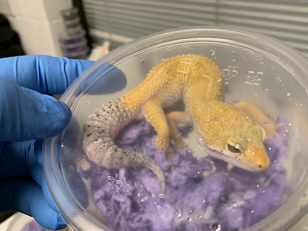 Descubren contrabando de reptiles en el  Puente Internacional de Hidalgo