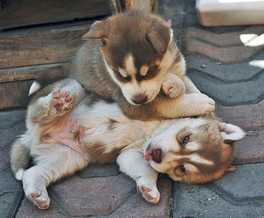 Mascotas ayudan ante padecimientos emocionales