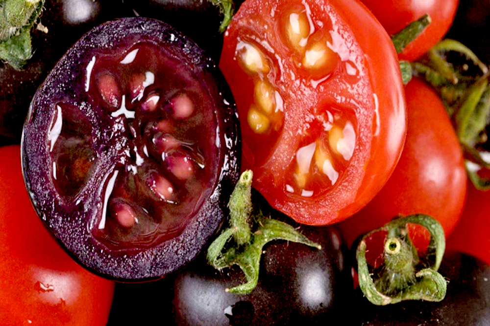 Tomates, una posible fuente asequible de medicamentos para el Parkinson