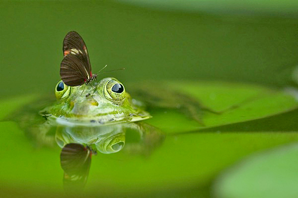 Científicos advierten de la catastrófica disminución de fauna silvestre
