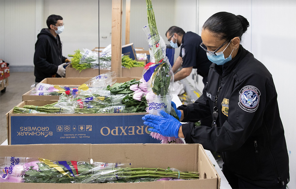CBP Asegura Flores Libres de Plagas para el Día de San Valentín